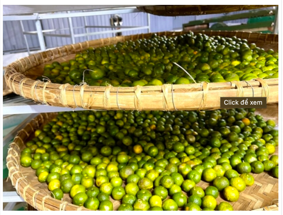 Vietnamese Ancient Mandarin Tea-Quýt