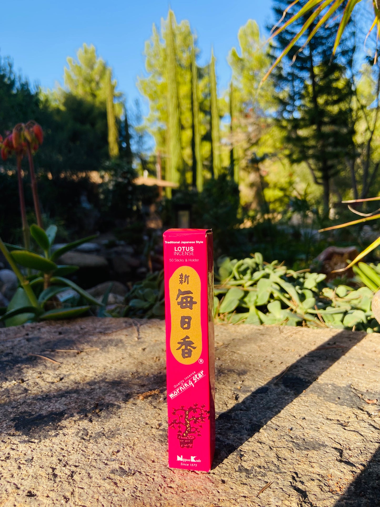 Morning Star - Lotus