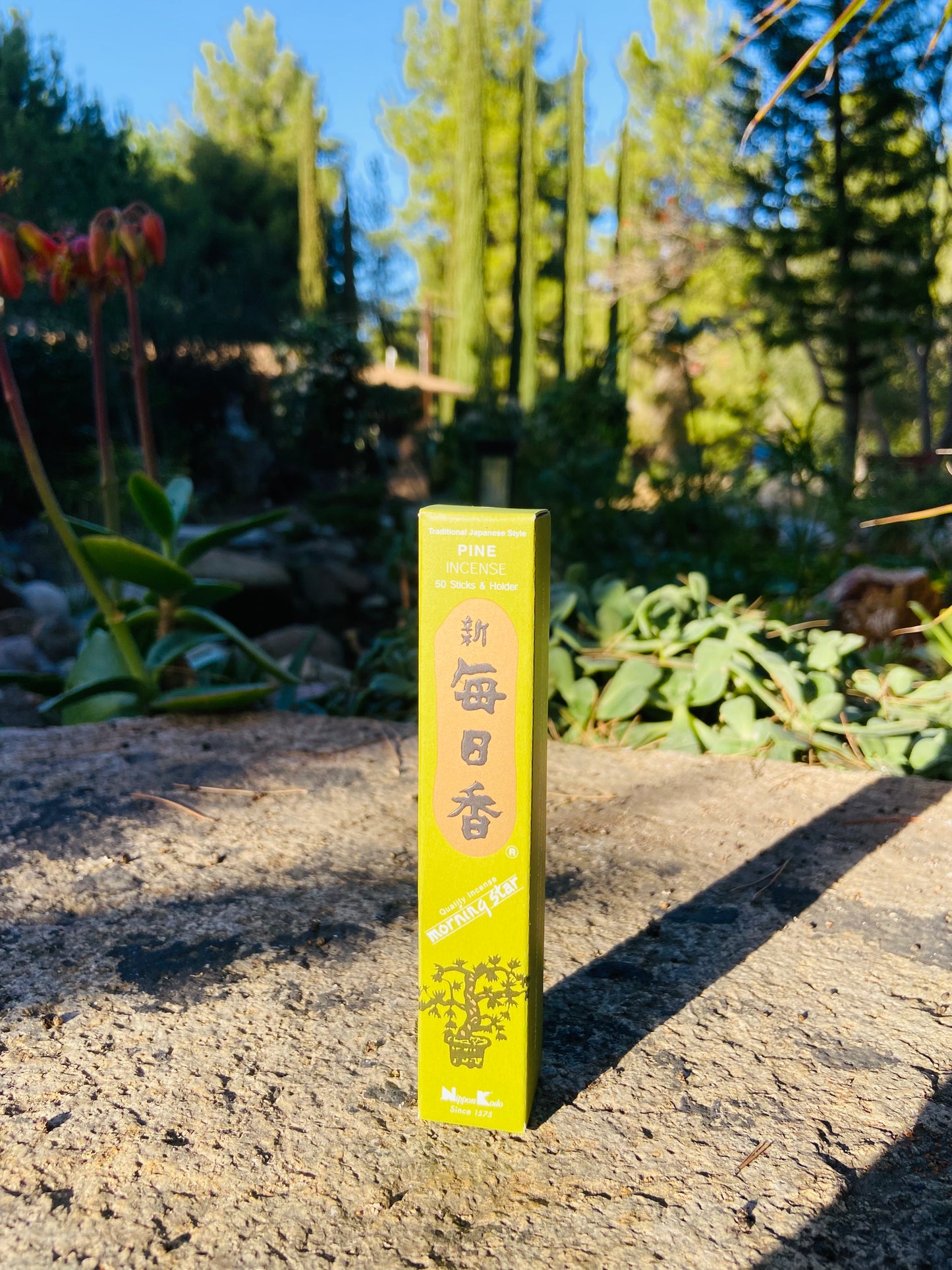 Morning Star - Pine