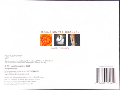 Peach Cosmic Union Note Card
